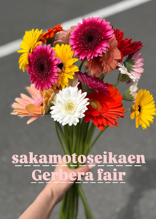 さかもと生花園厳選 ガーベラ【4月のお花】