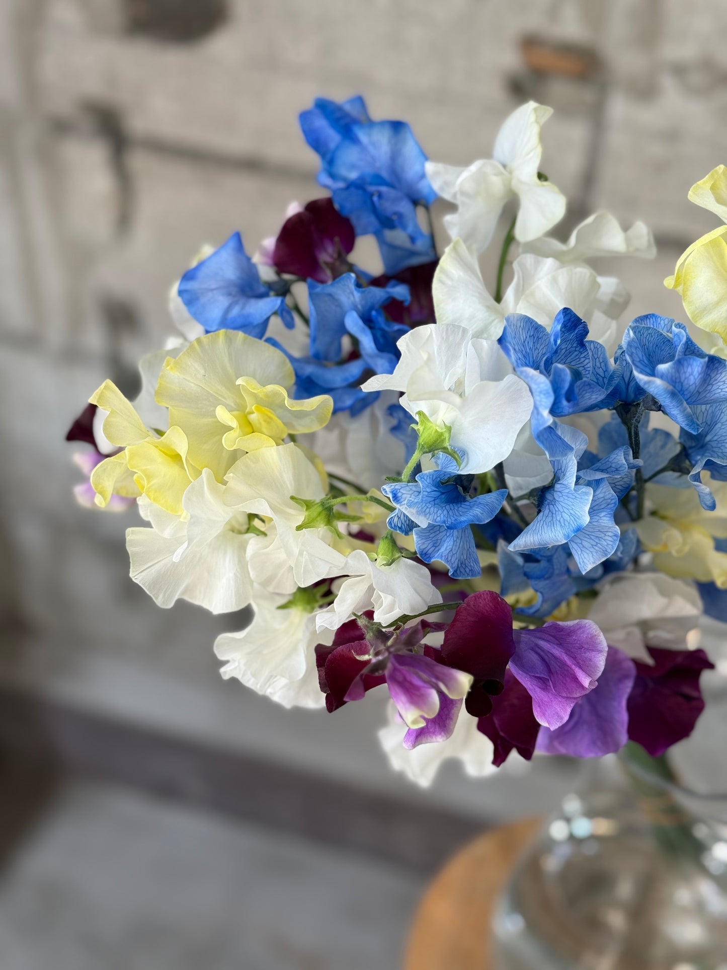 【1/21 スイートピーの日】やさしい春のスイートピー