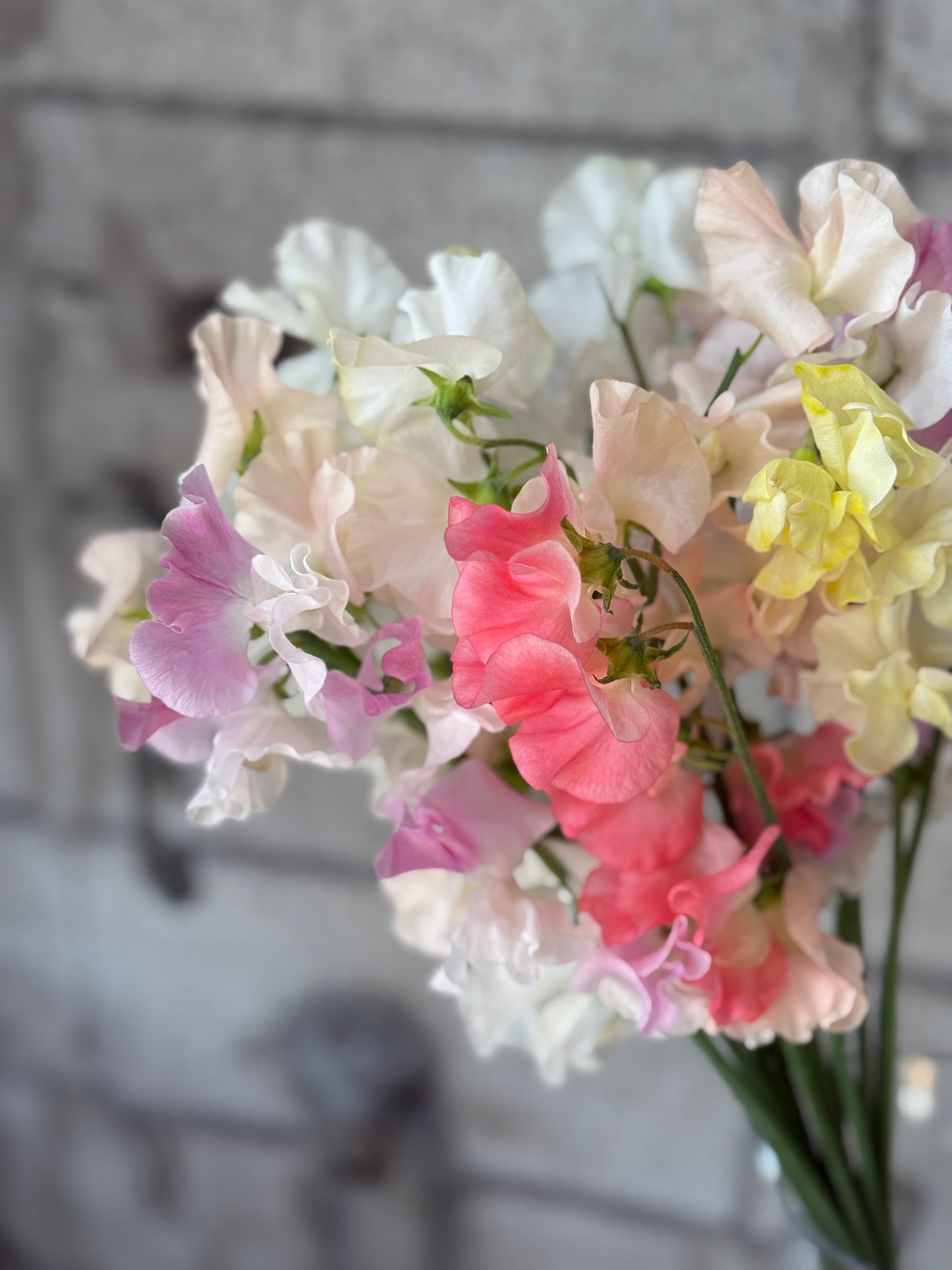 【1/21 スイートピーの日】やさしい春のスイートピー