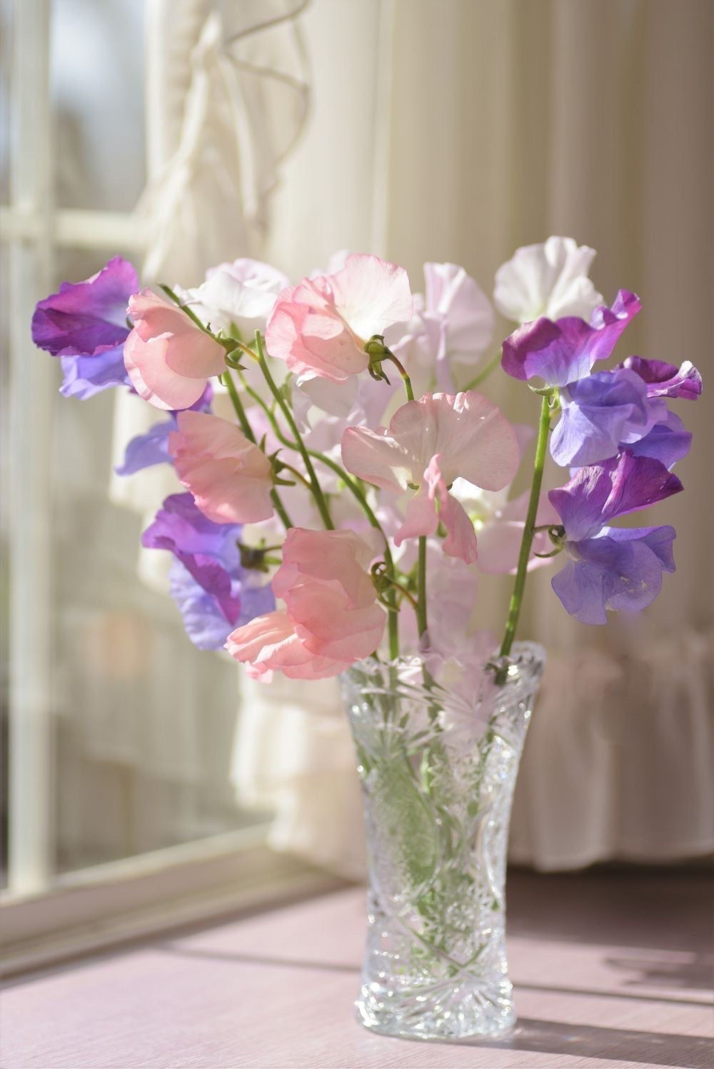 【1/21 スイートピーの日】やさしい春のスイートピー