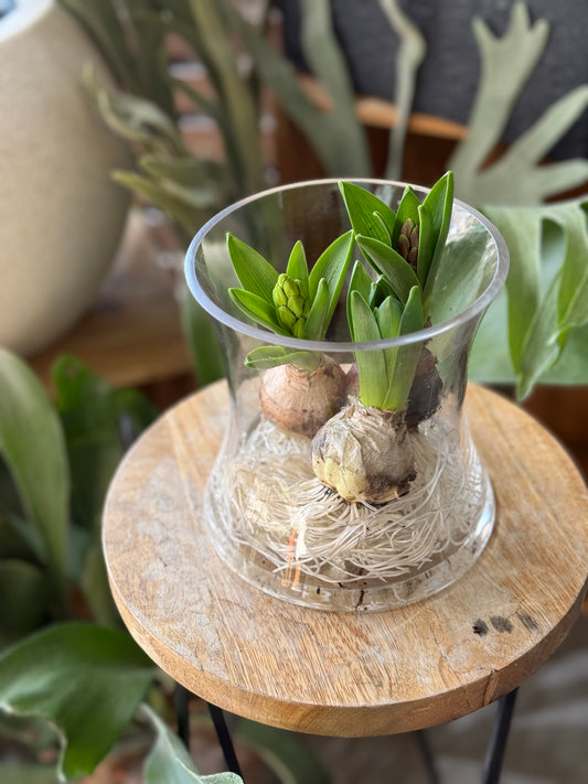 季節の球根セット