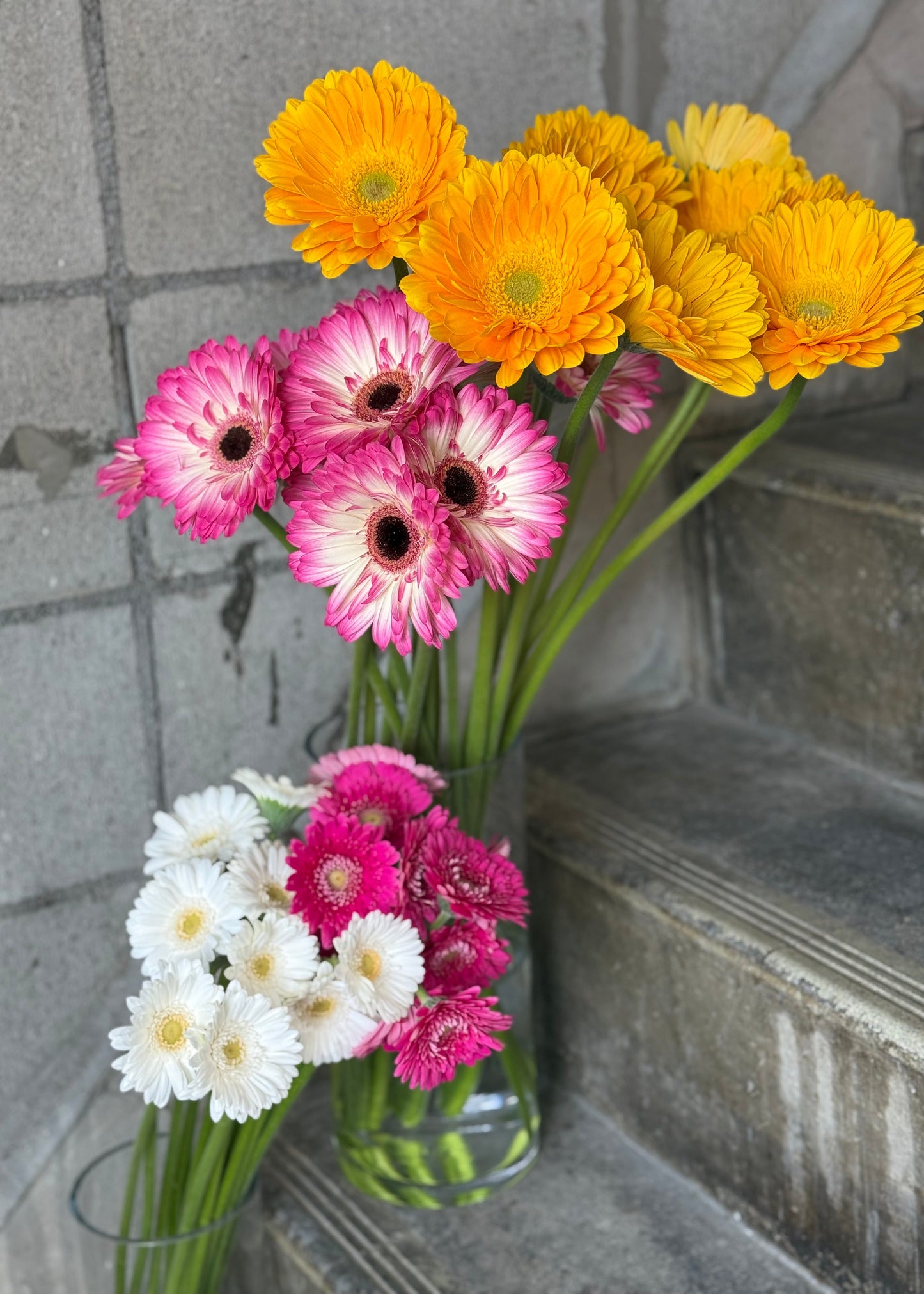 さかもと生花園厳選 ガーベラ【4月のお花】