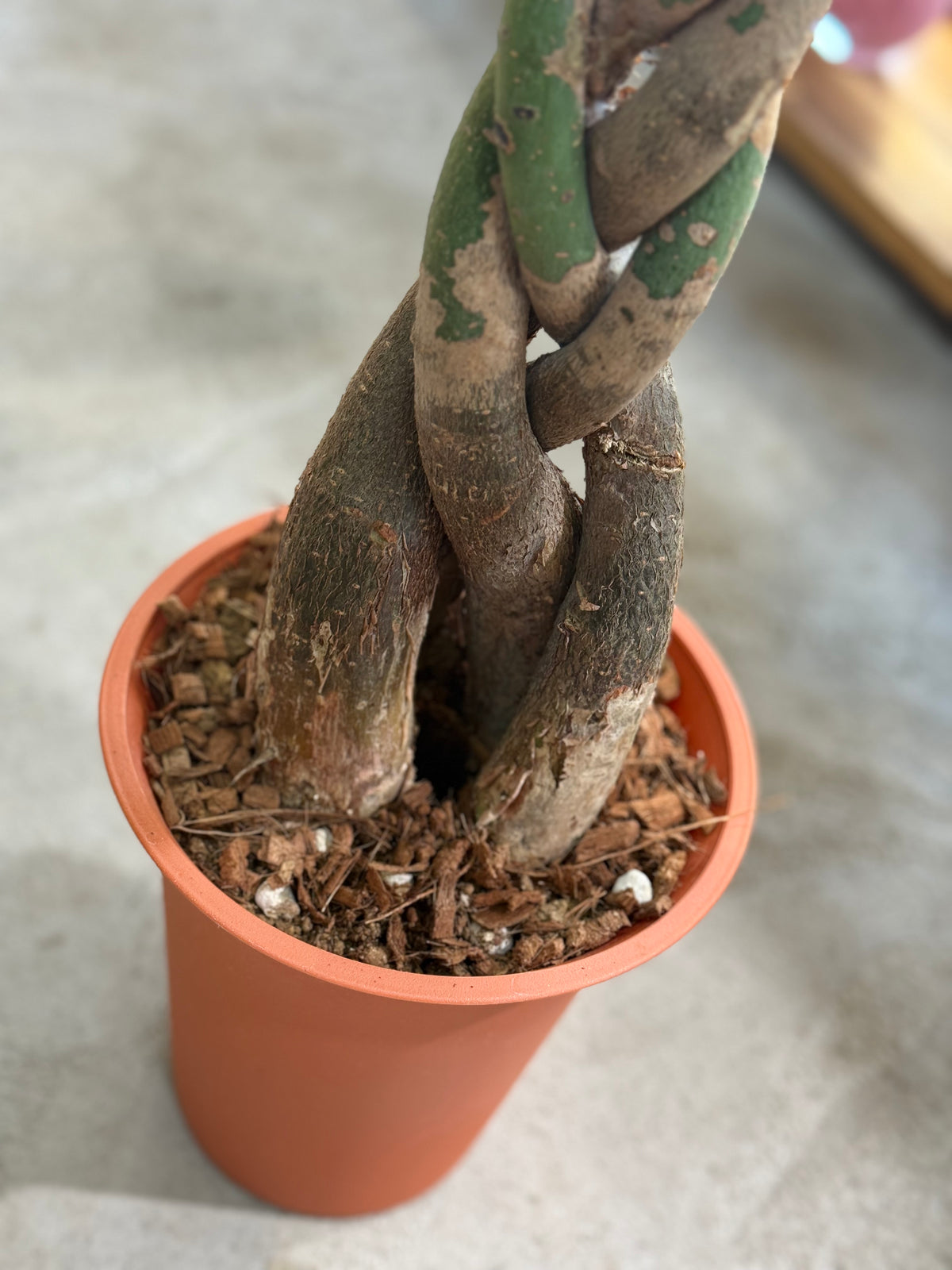 パキラ