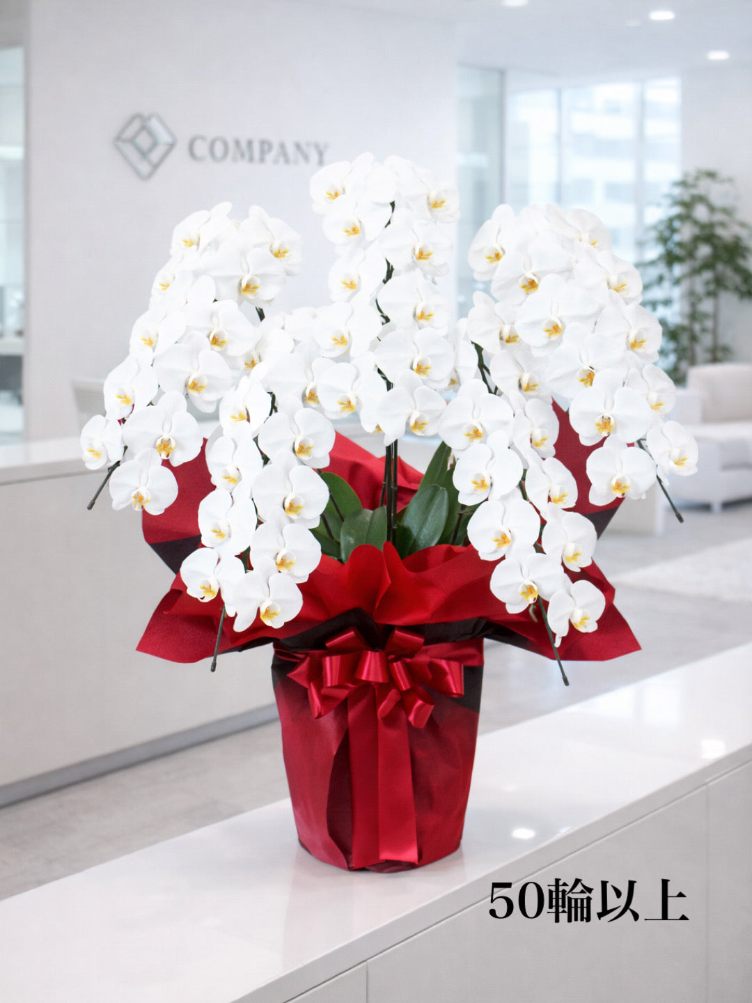 胡蝶蘭 LL（送料込み）