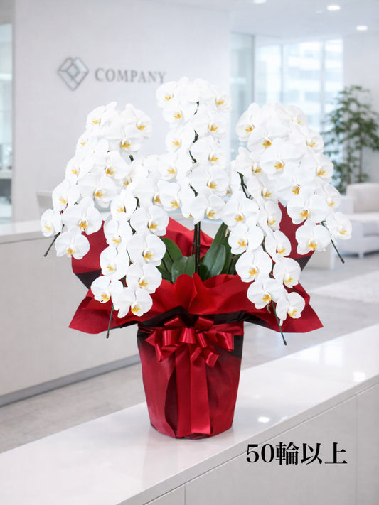 胡蝶蘭 LL（送料込み）