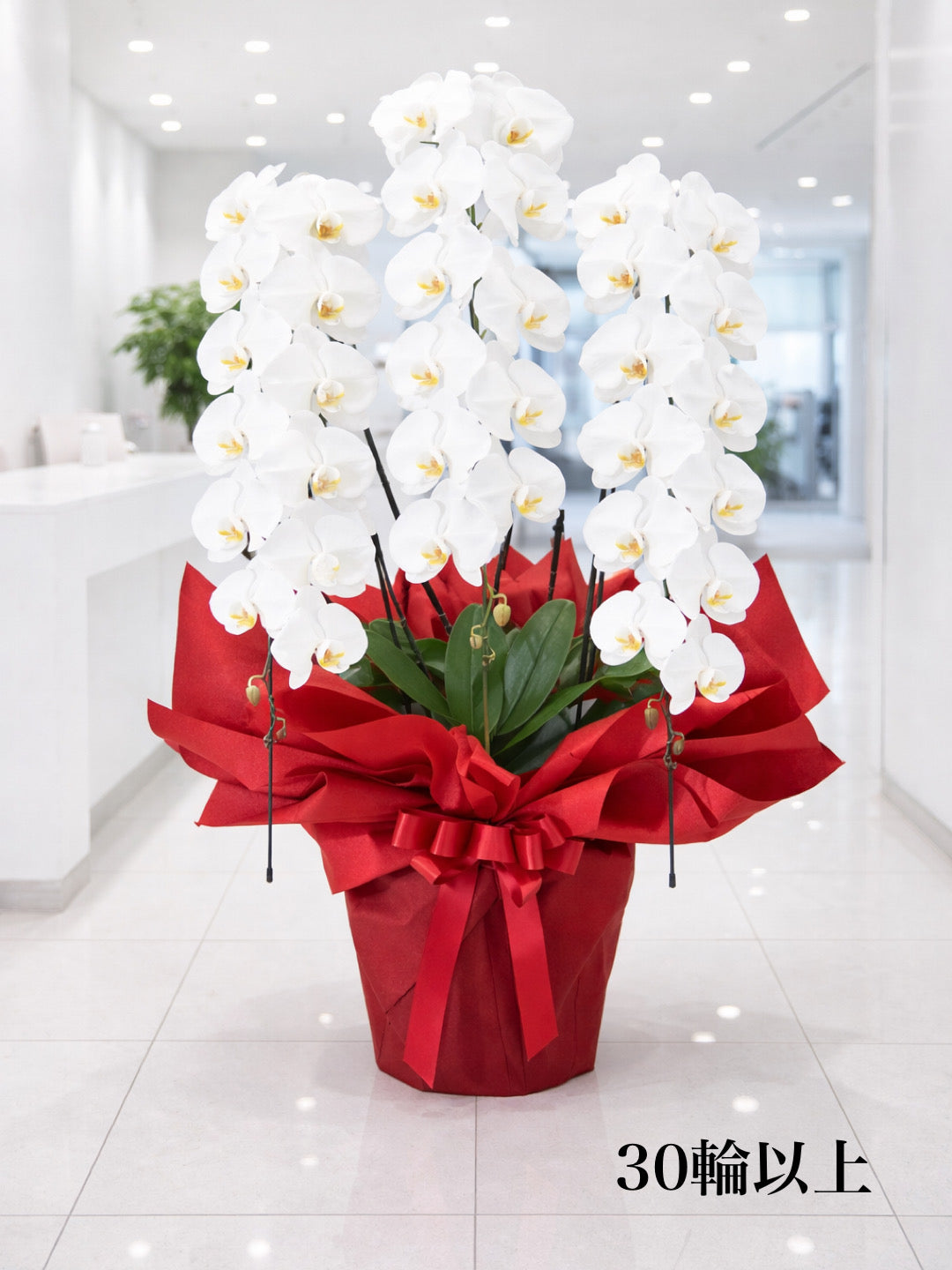 胡蝶蘭 L（送料込み）