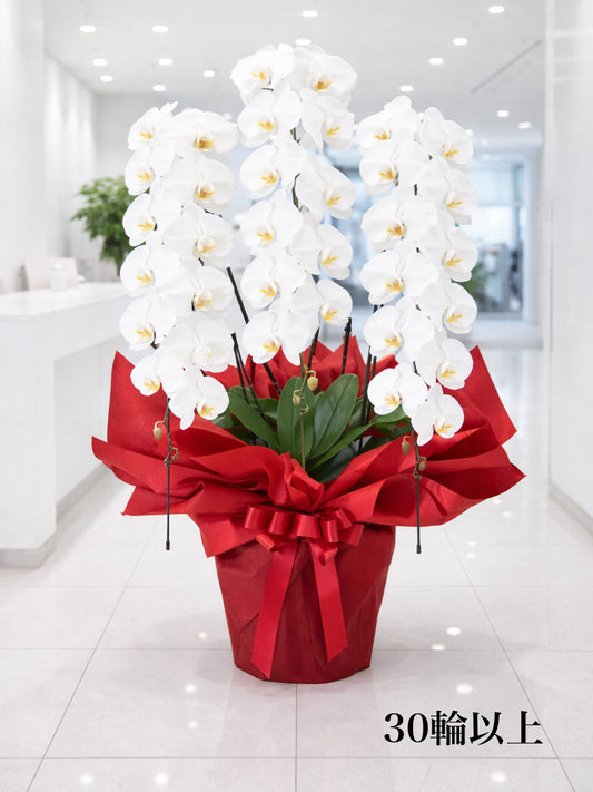 胡蝶蘭 L（送料込み）