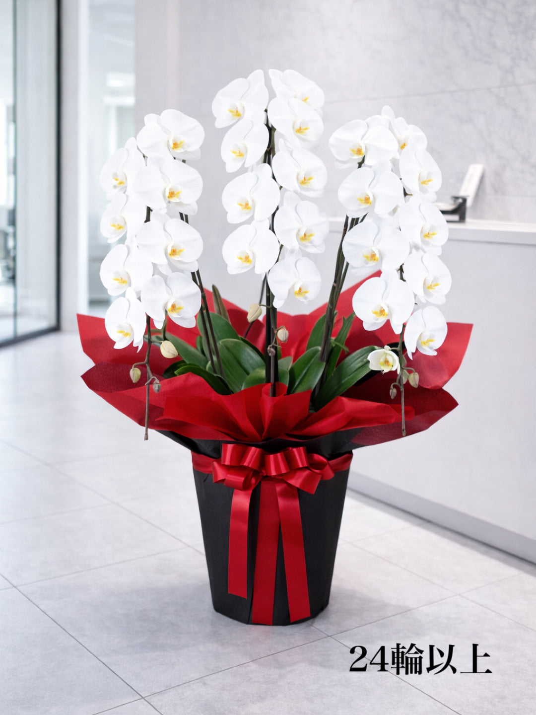 胡蝶蘭 M（送料込み）