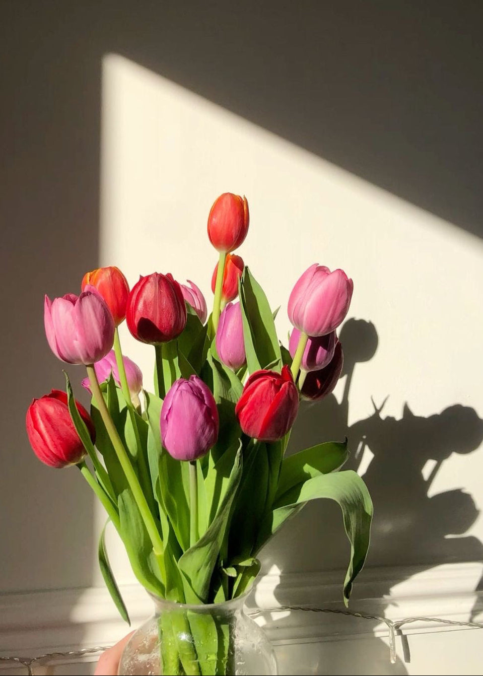 さかもと生花園の厳選チューリップ